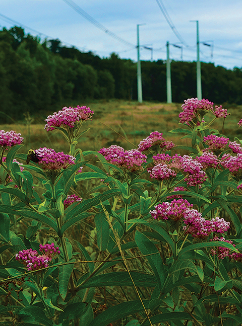 Rights-of-Way Are for the Birds: Managing power line corridors to help  wildlife - Electrical Contractor Magazine