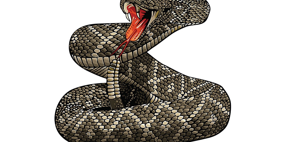 coiled rattlesnake illustration